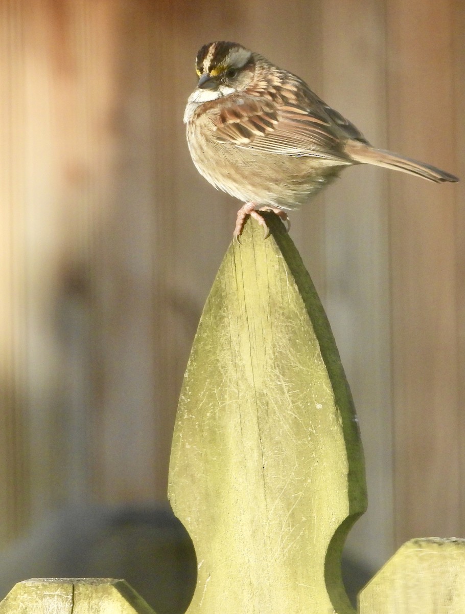 גיבתונית לבנת-גרון - ML646809477