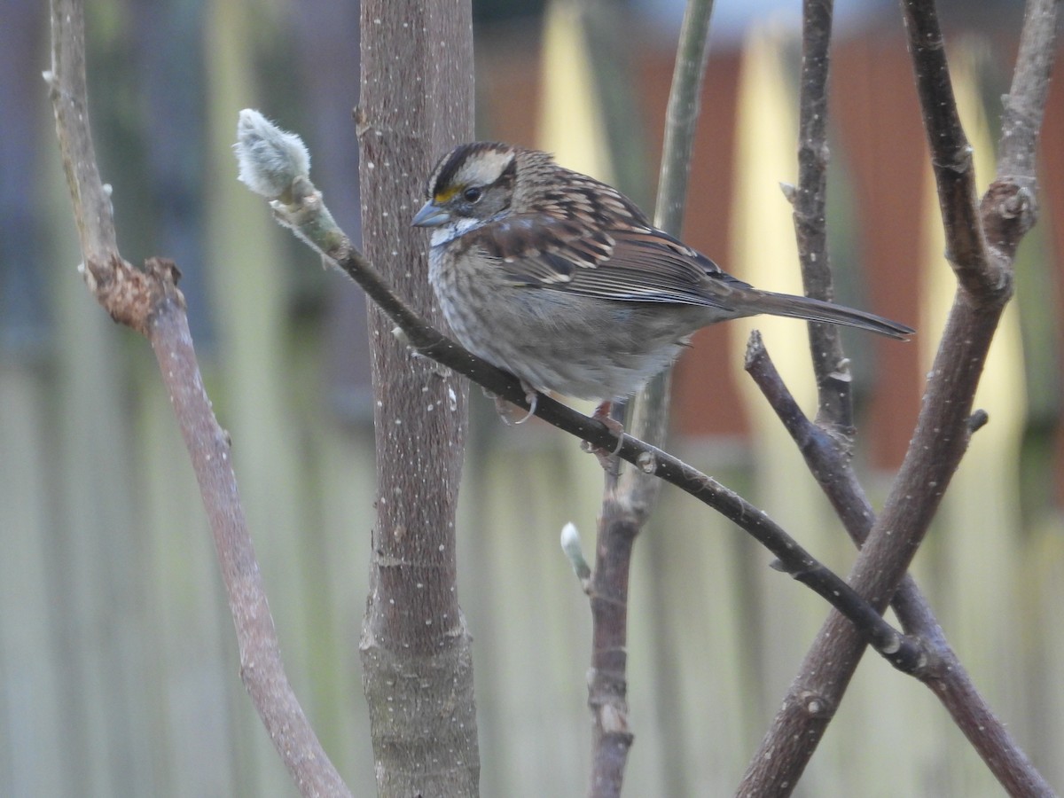 גיבתונית לבנת-גרון - ML646809478