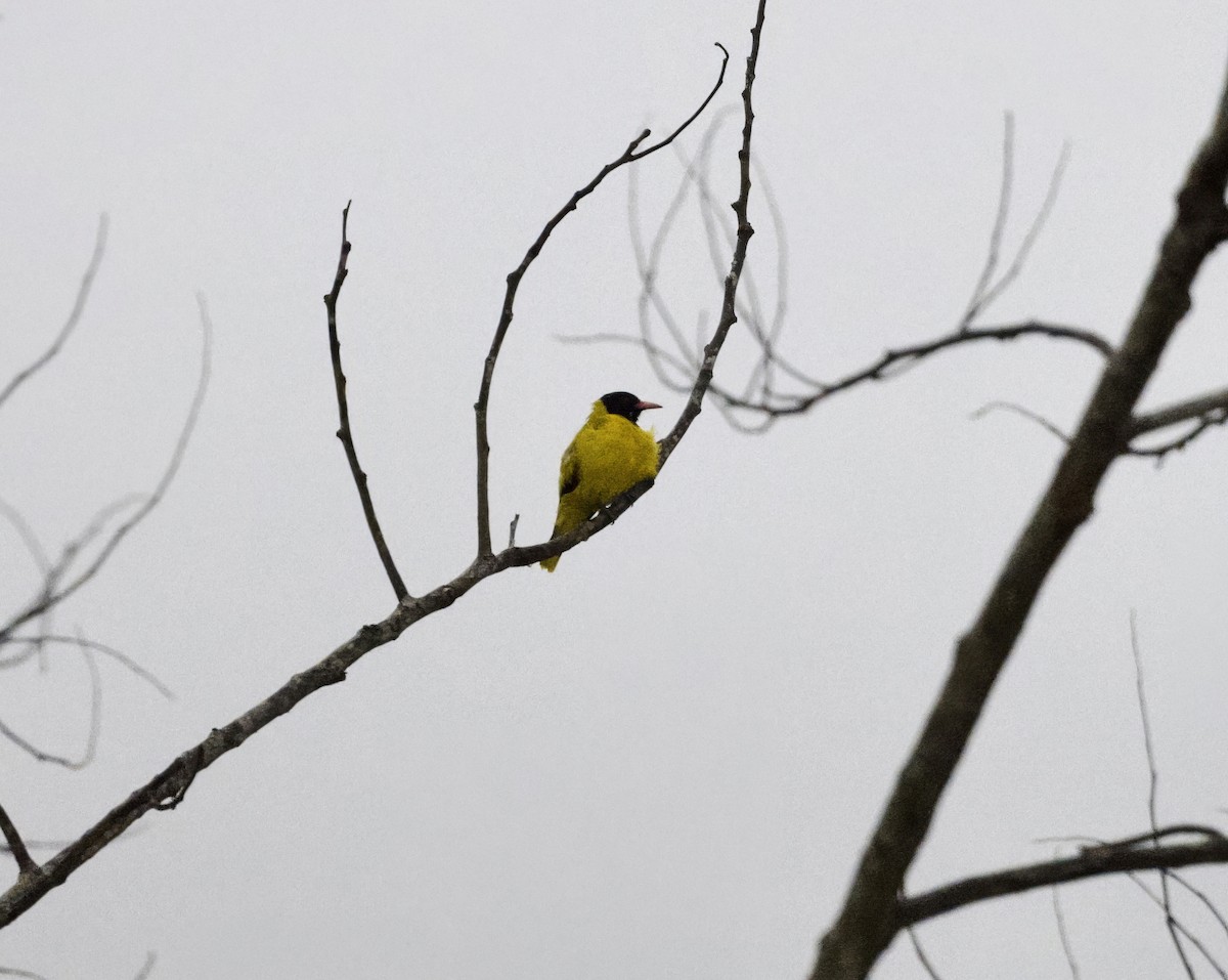 Black-hooded Oriole - ML646809479