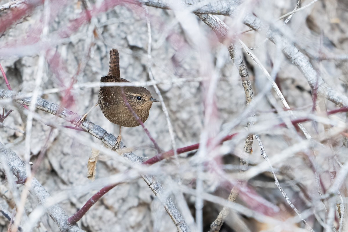 Волоочко кордильєрське - ML646809481