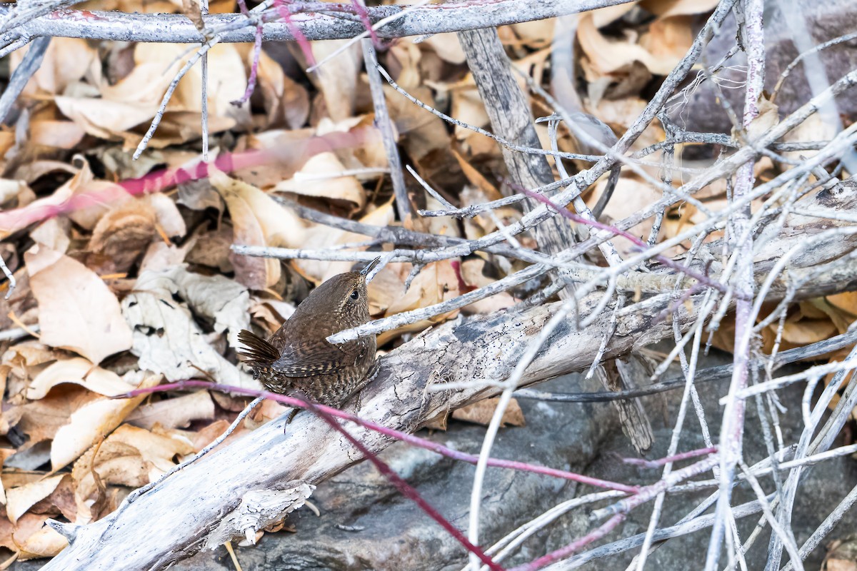 Волоочко кордильєрське - ML646809483