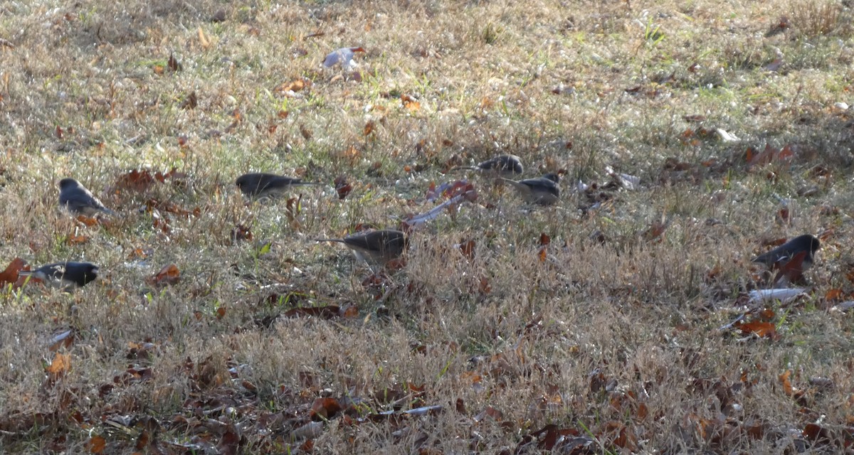 Winterammer - ML646809484