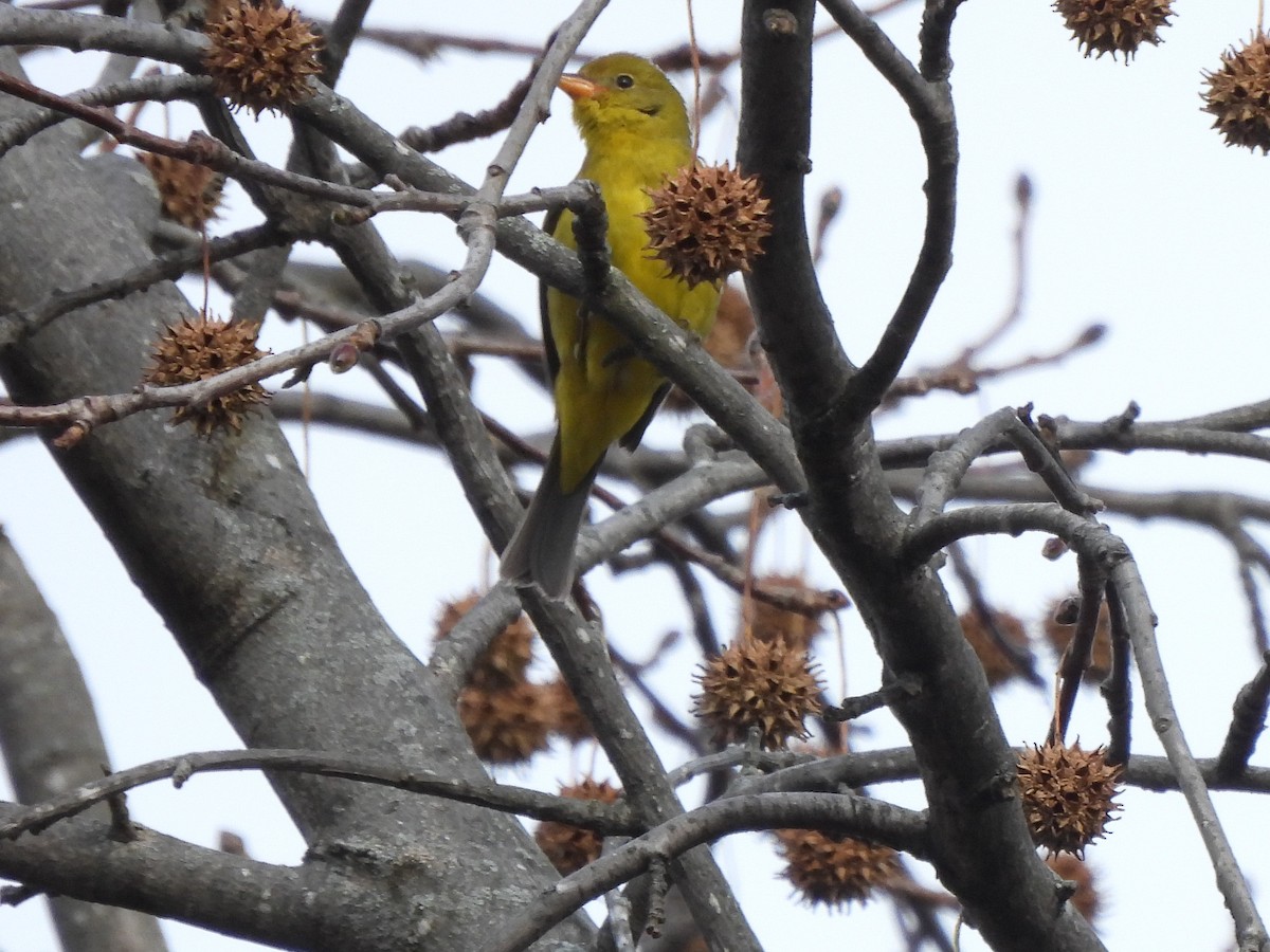 Piranga Carirroja - ML646809485