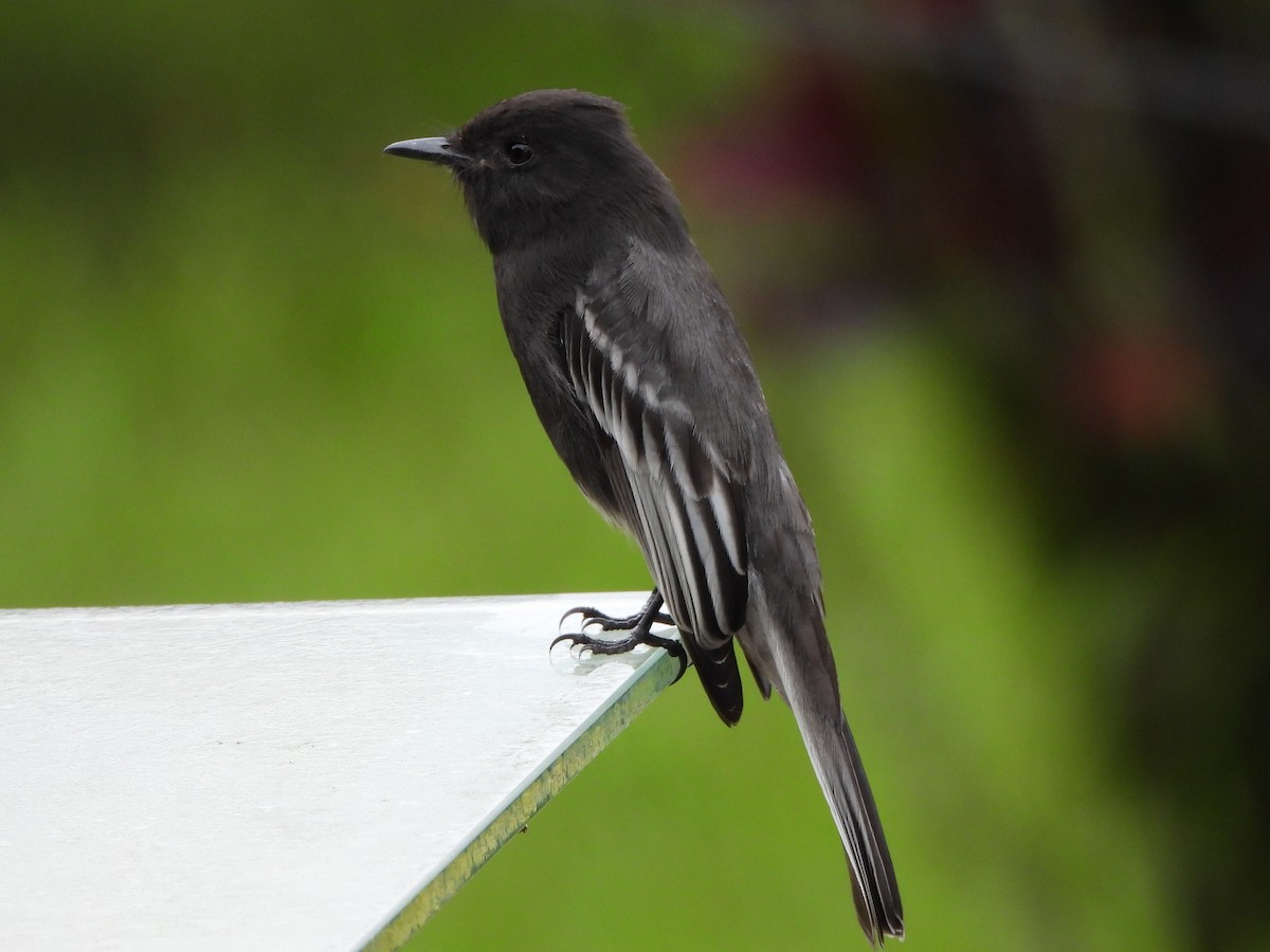 Black Phoebe - ML646809486