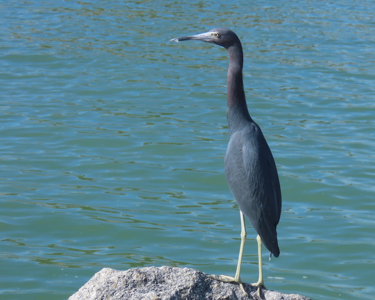 Малая голубая цапля - ML646809488