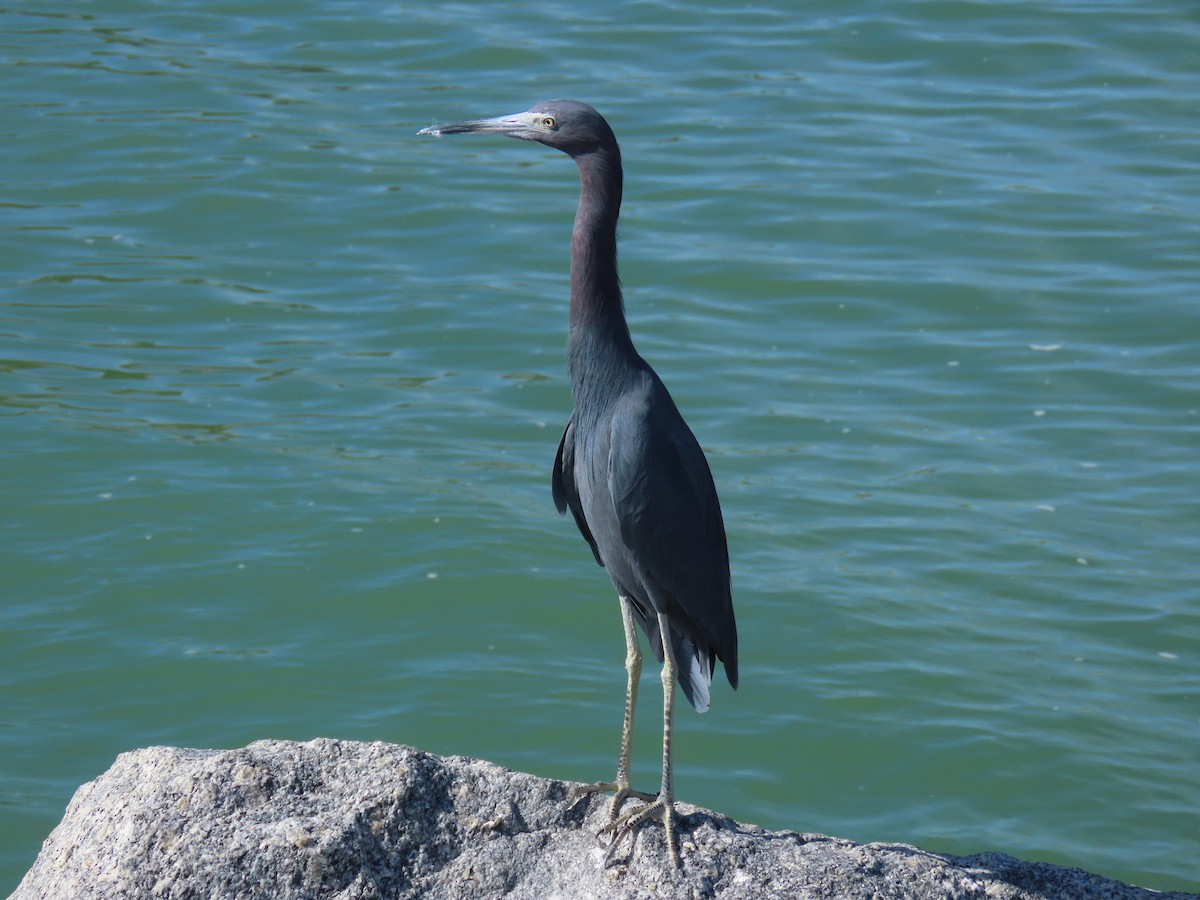 Малая голубая цапля - ML646809489