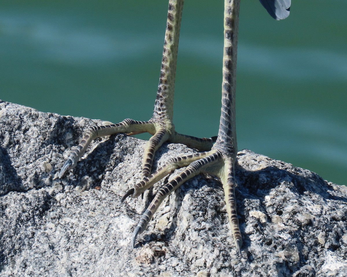 Малая голубая цапля - ML646809490