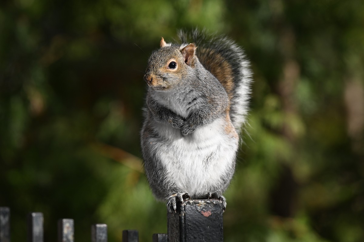 Eastern Gray Squirrel - ML646809491