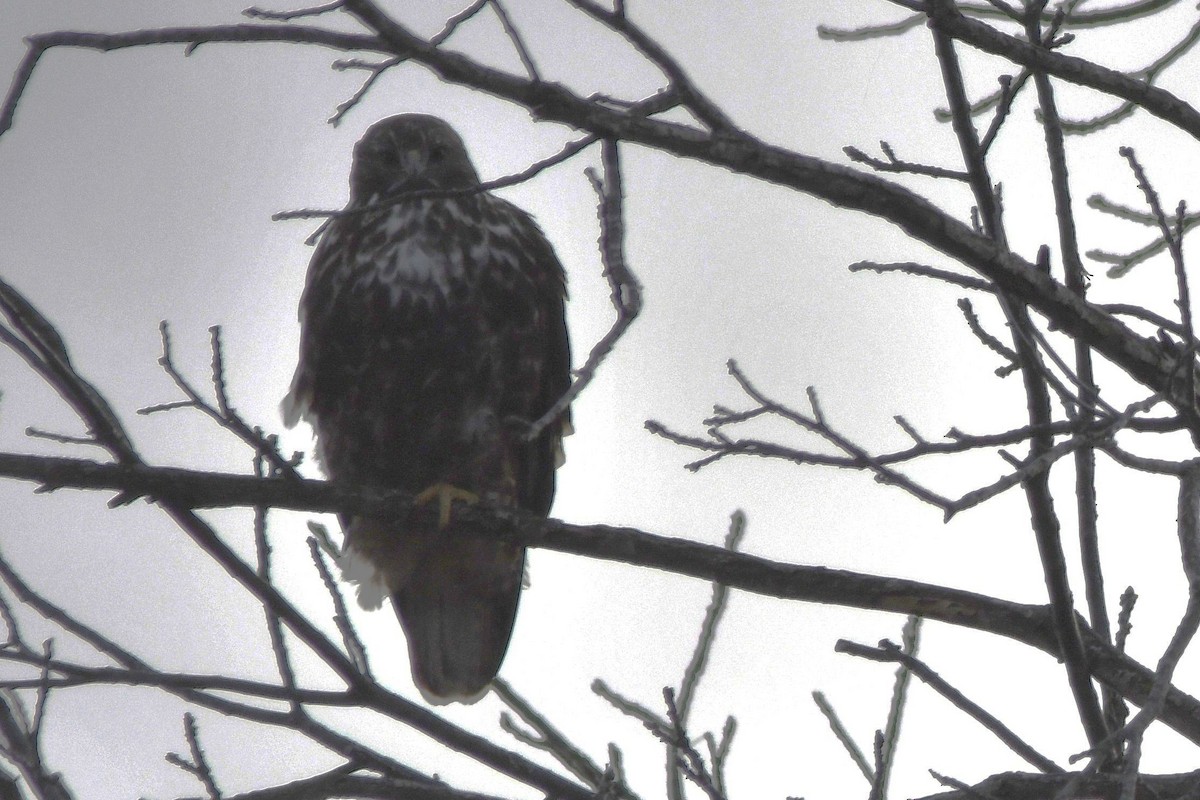 Канюк неоарктичний (підвид harlani) - ML646809492