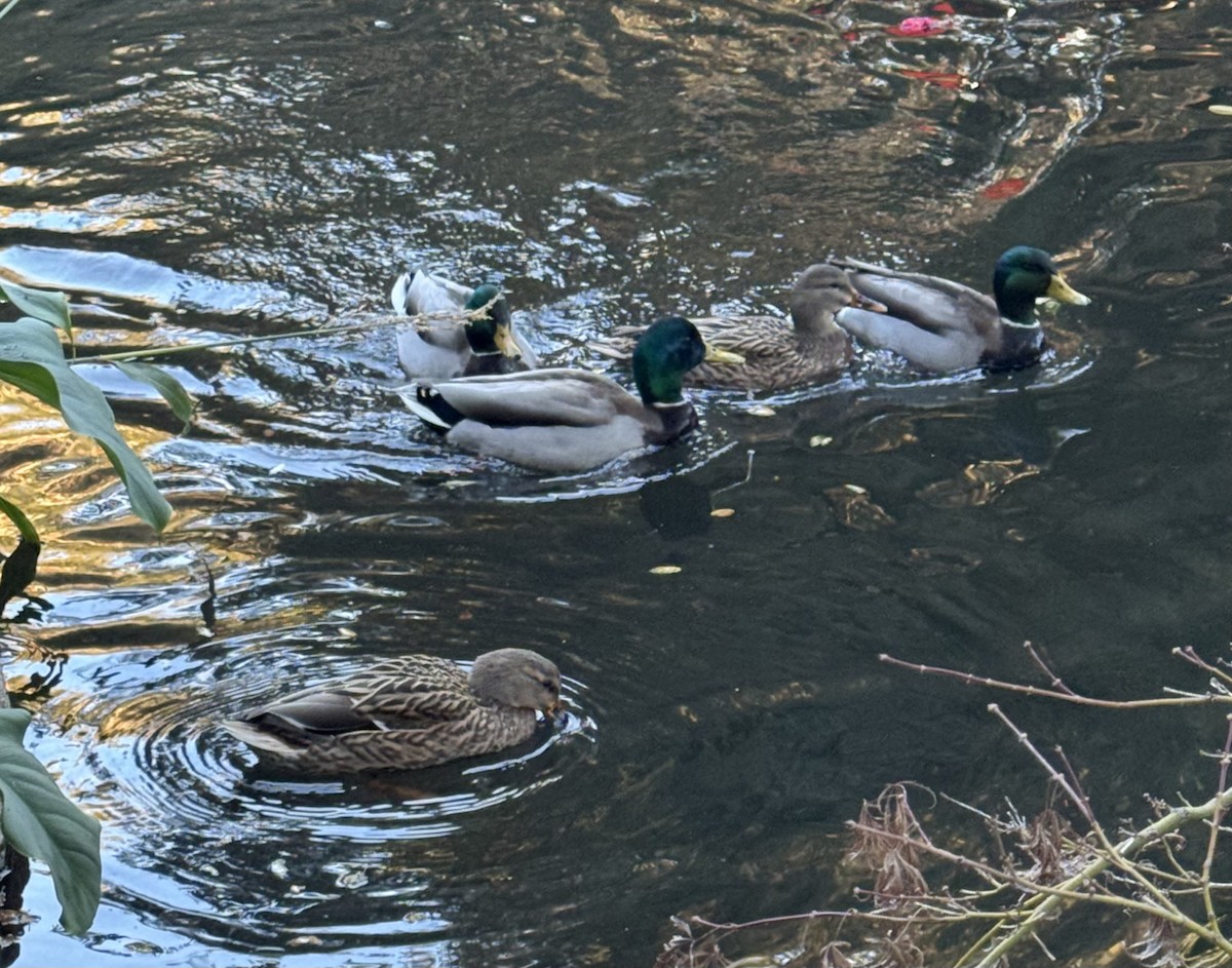 Basahatea - ML646809493