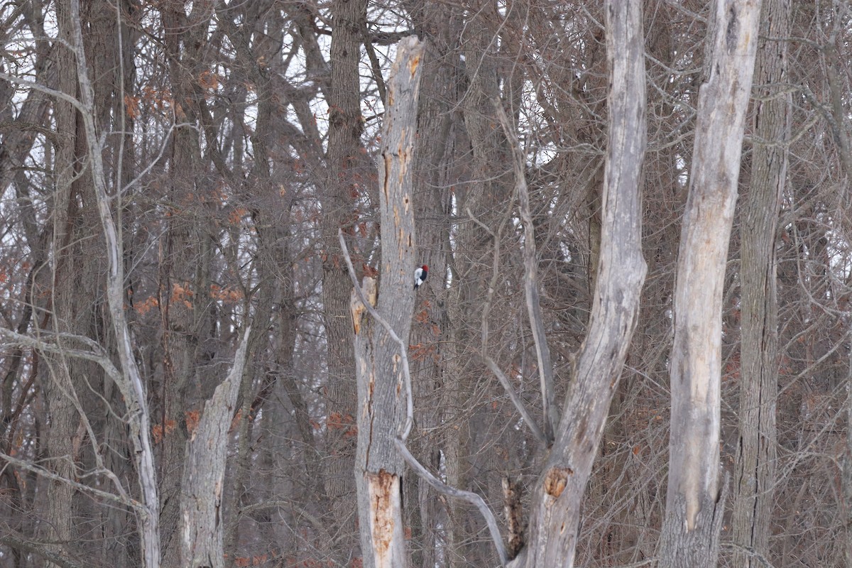Red-headed Woodpecker - ML646809494