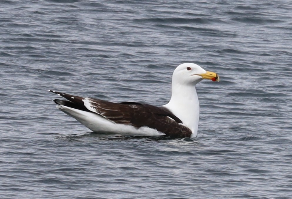 Great Black-backed Gull - ML646809495