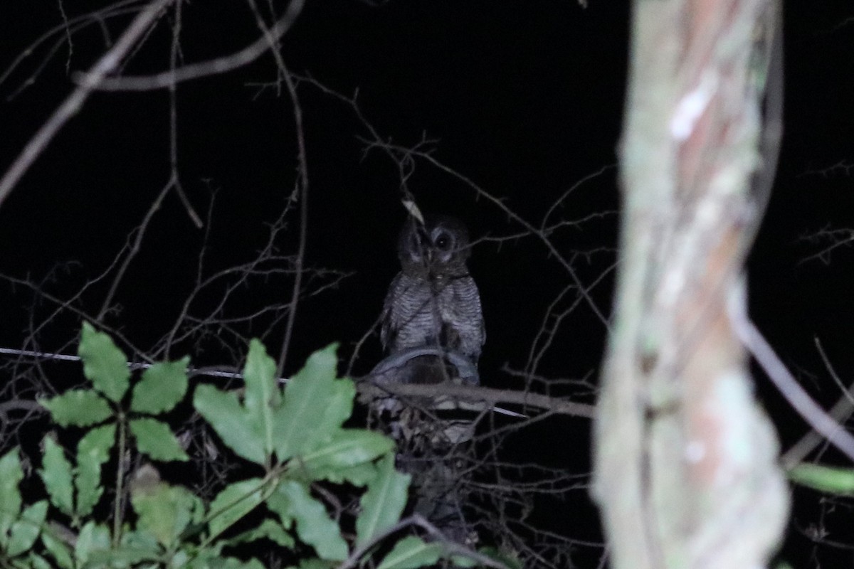 Африканская неясыть - ML646809497