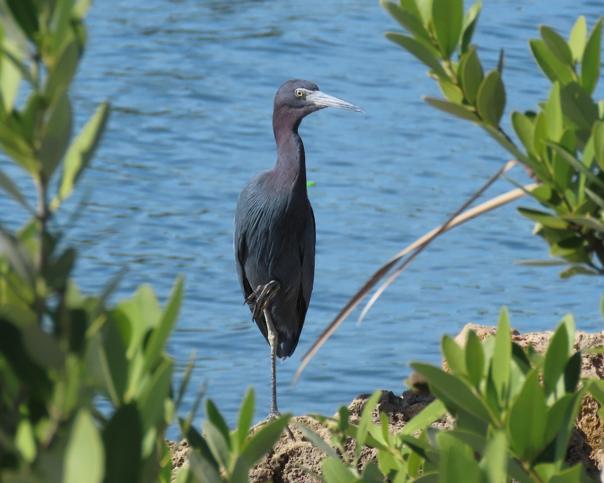 Малая голубая цапля - ML646809498