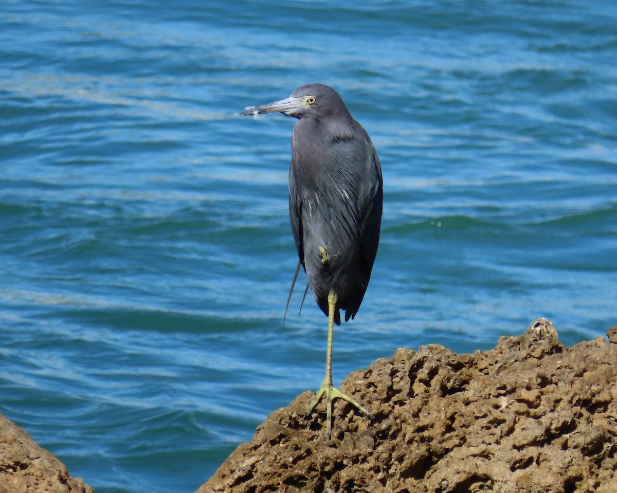 Малая голубая цапля - ML646809499