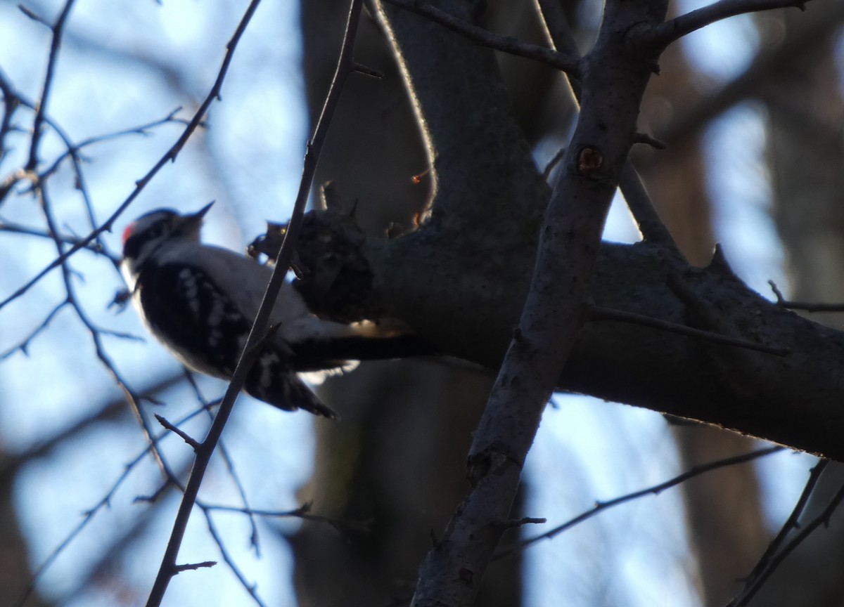 Dunenspecht - ML646809500