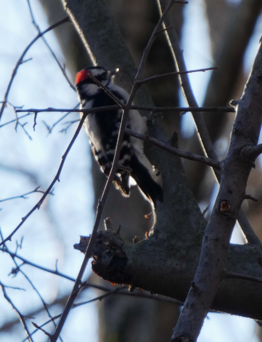 Dunenspecht - ML646809501