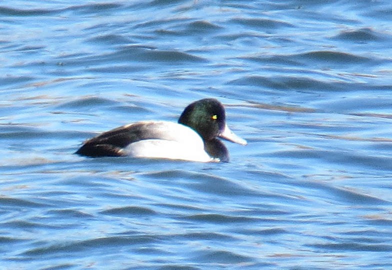 Морская чернеть - ML646809505