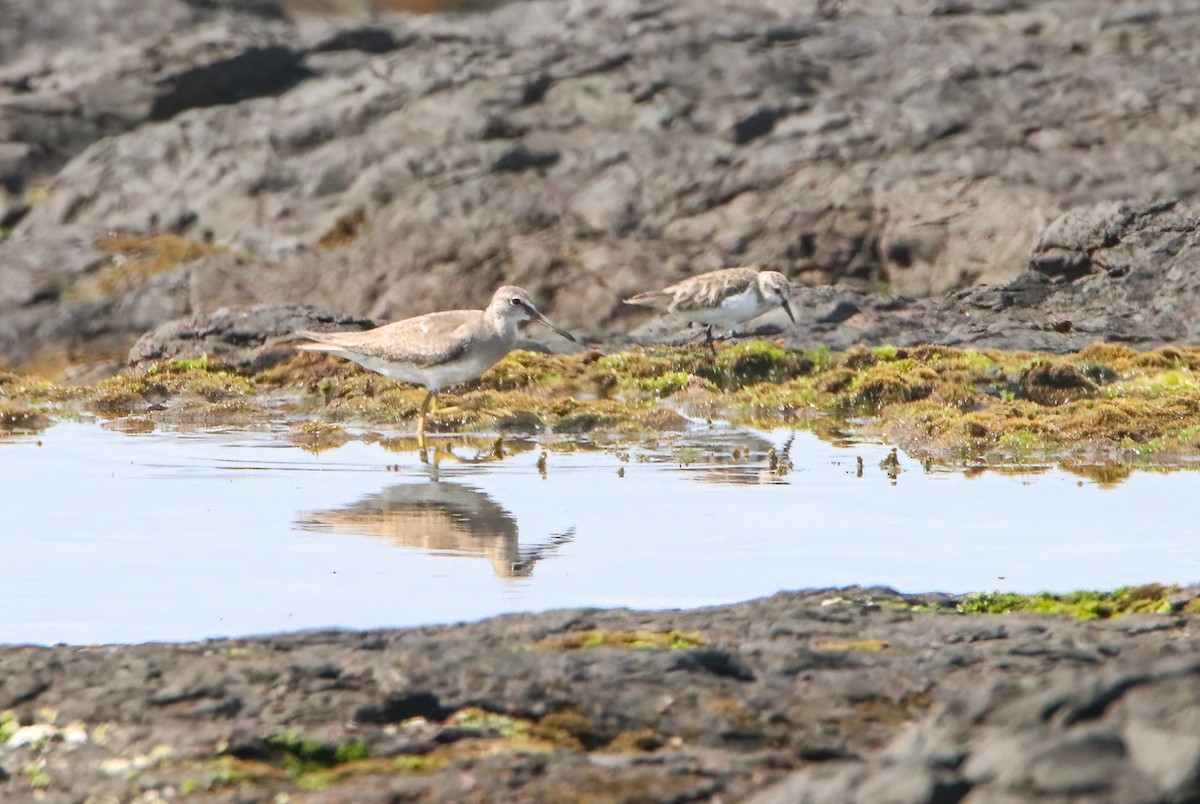 Gray-tailed Tattler - ML646809507