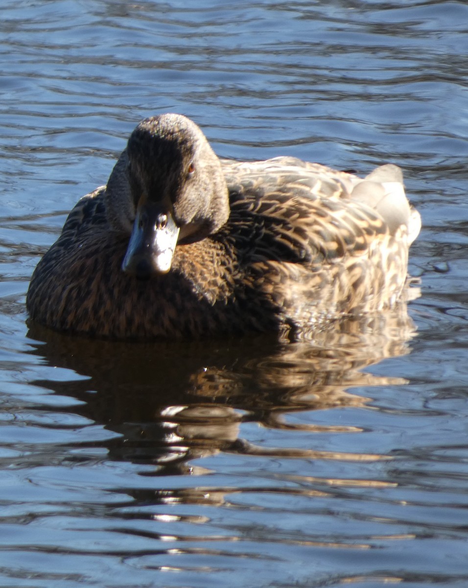 Stockente - ML646809508