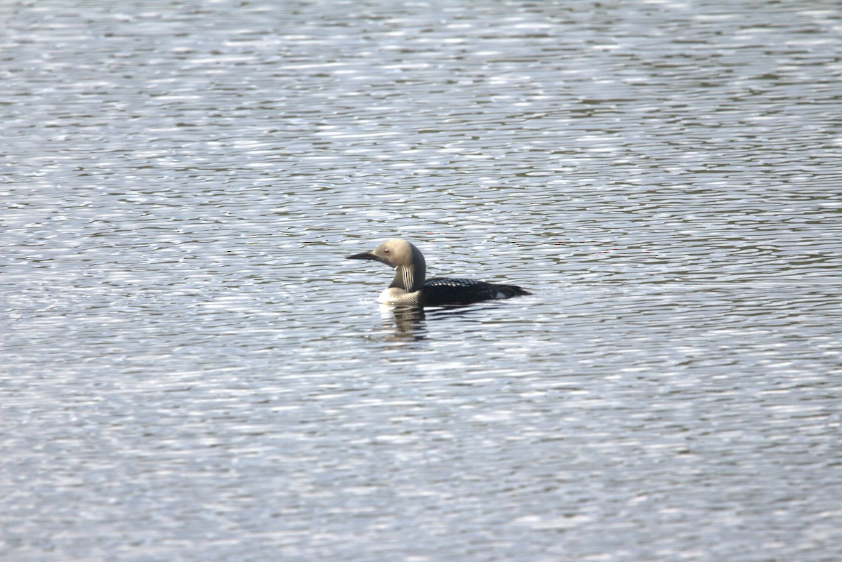 Arctic Loon - ML646809513