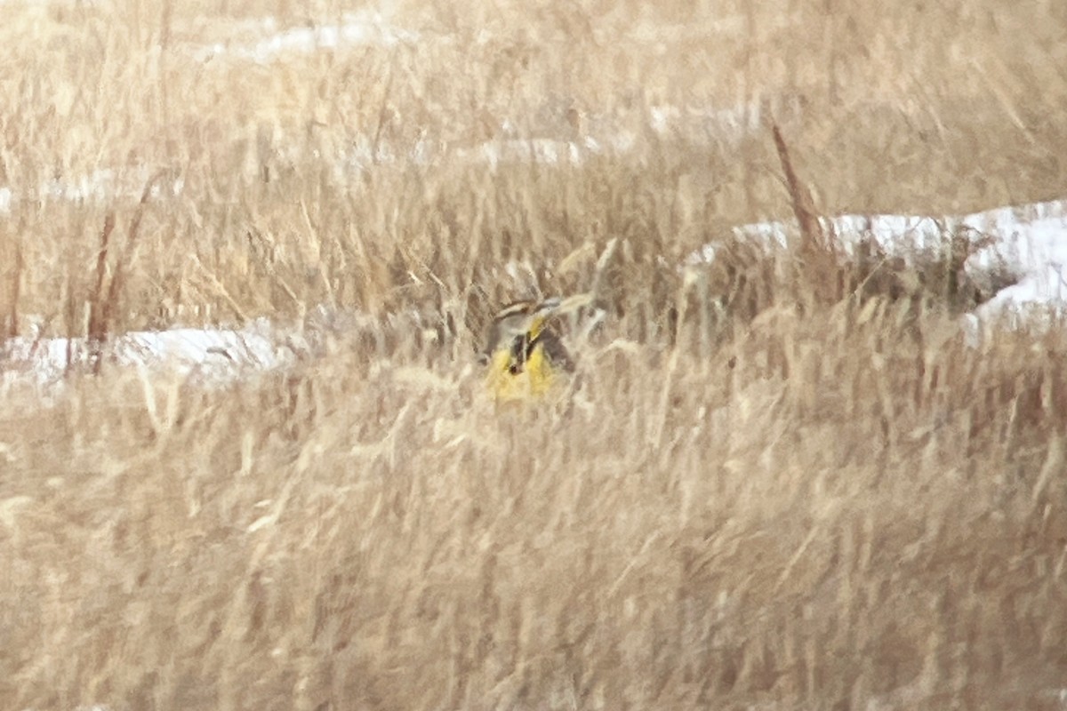 Eastern Meadowlark - ML646809514