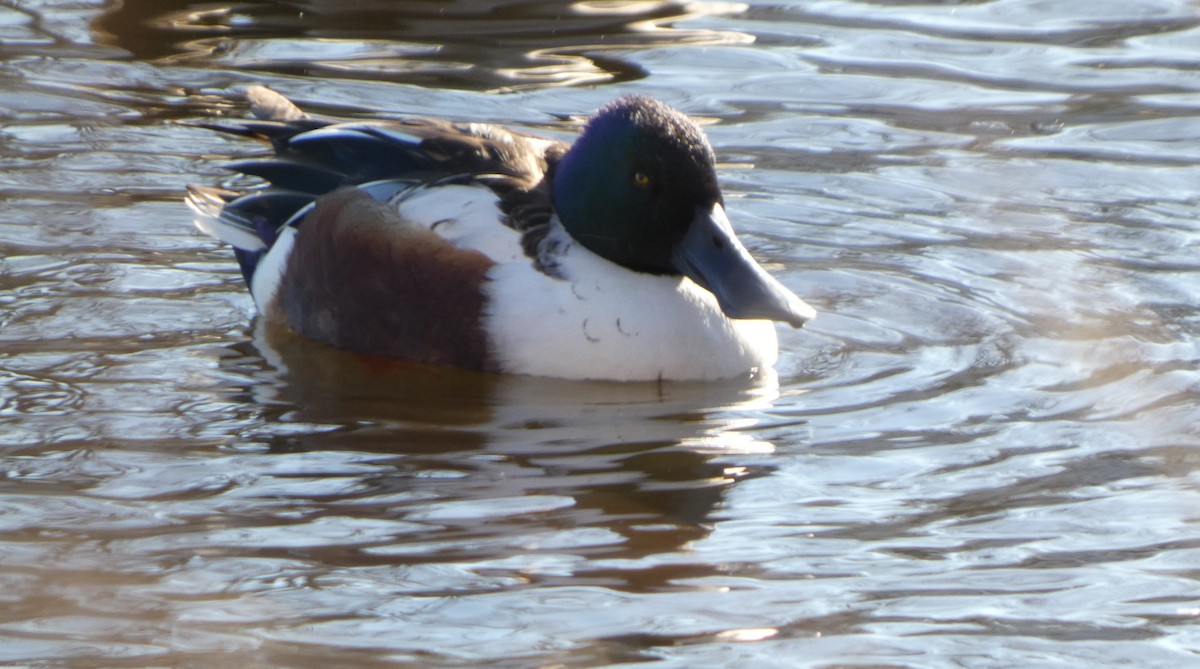 Löffelente - ML646809516