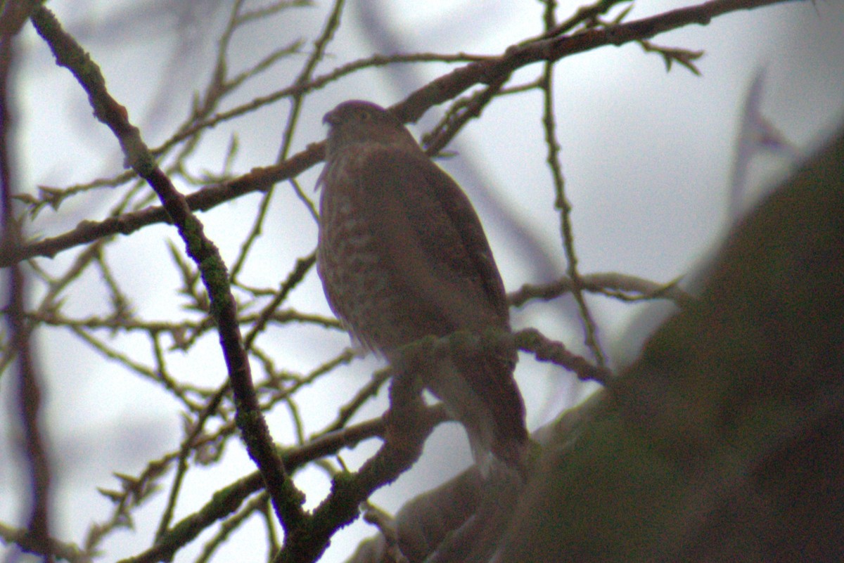 Eckschwanzsperber - ML646809519