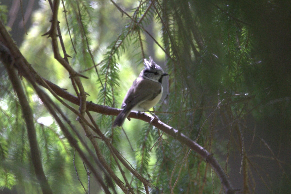 Amilotx mottoduna - ML646809520