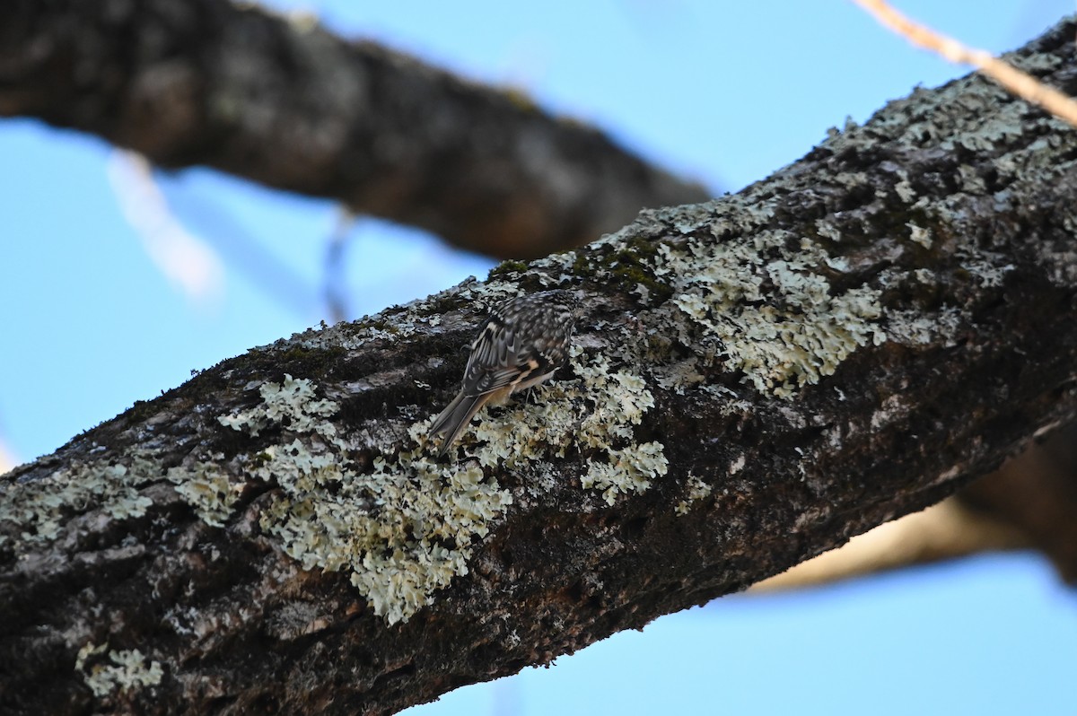 Agateador Americano - ML646809522