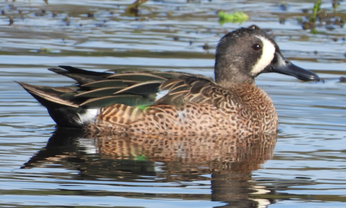Blue-winged Teal - ML646809523