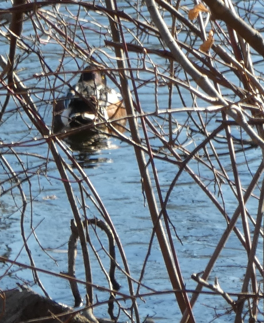 Löffelente - ML646809524