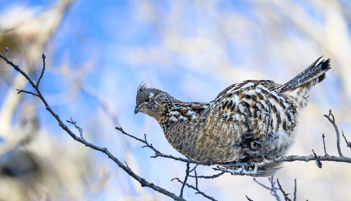 Ruffed Grouse - ML646809525