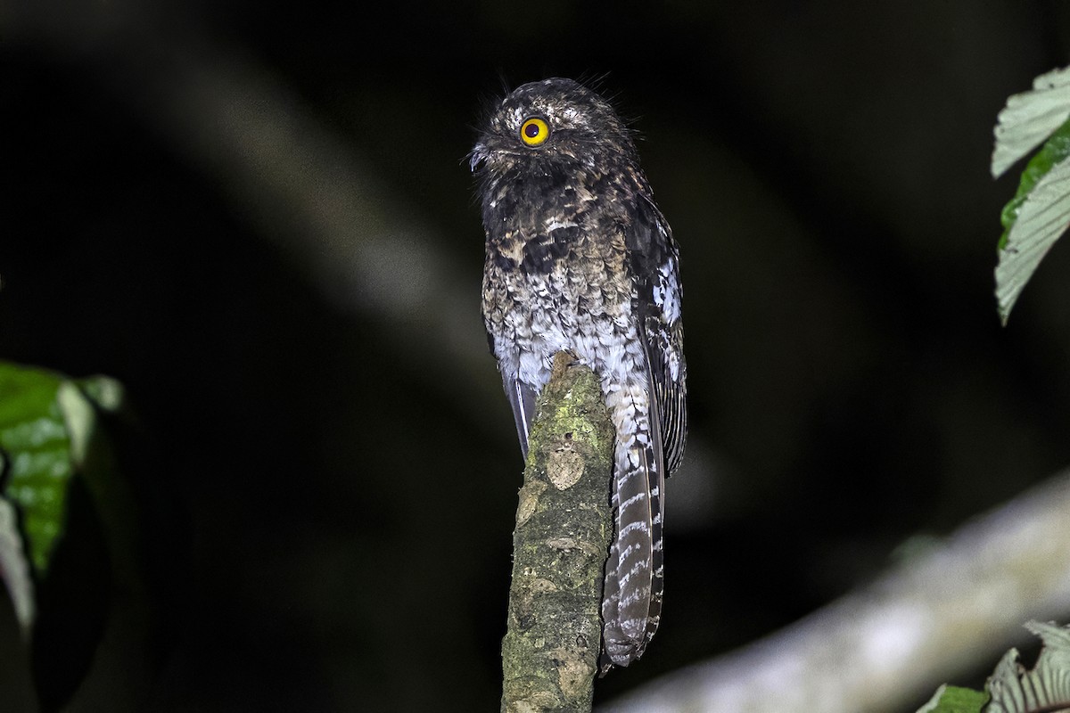 Andean Potoo - ML646809529