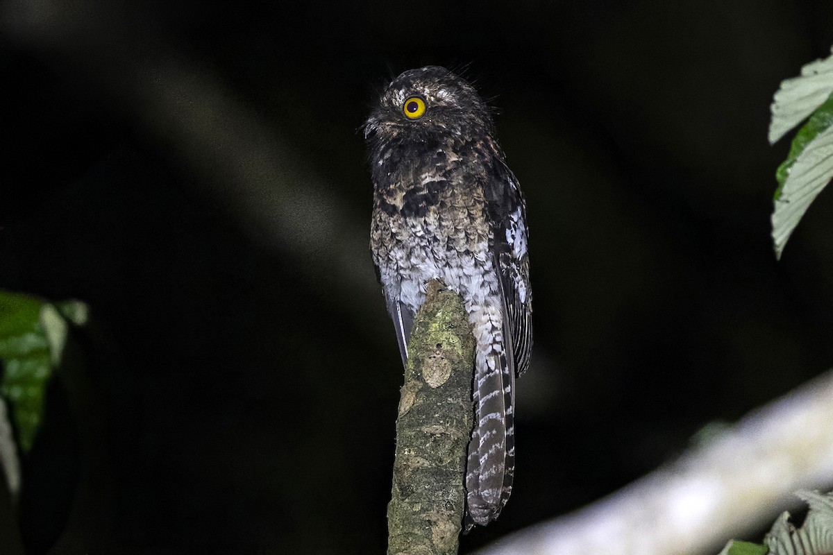 Andean Potoo - ML646809530