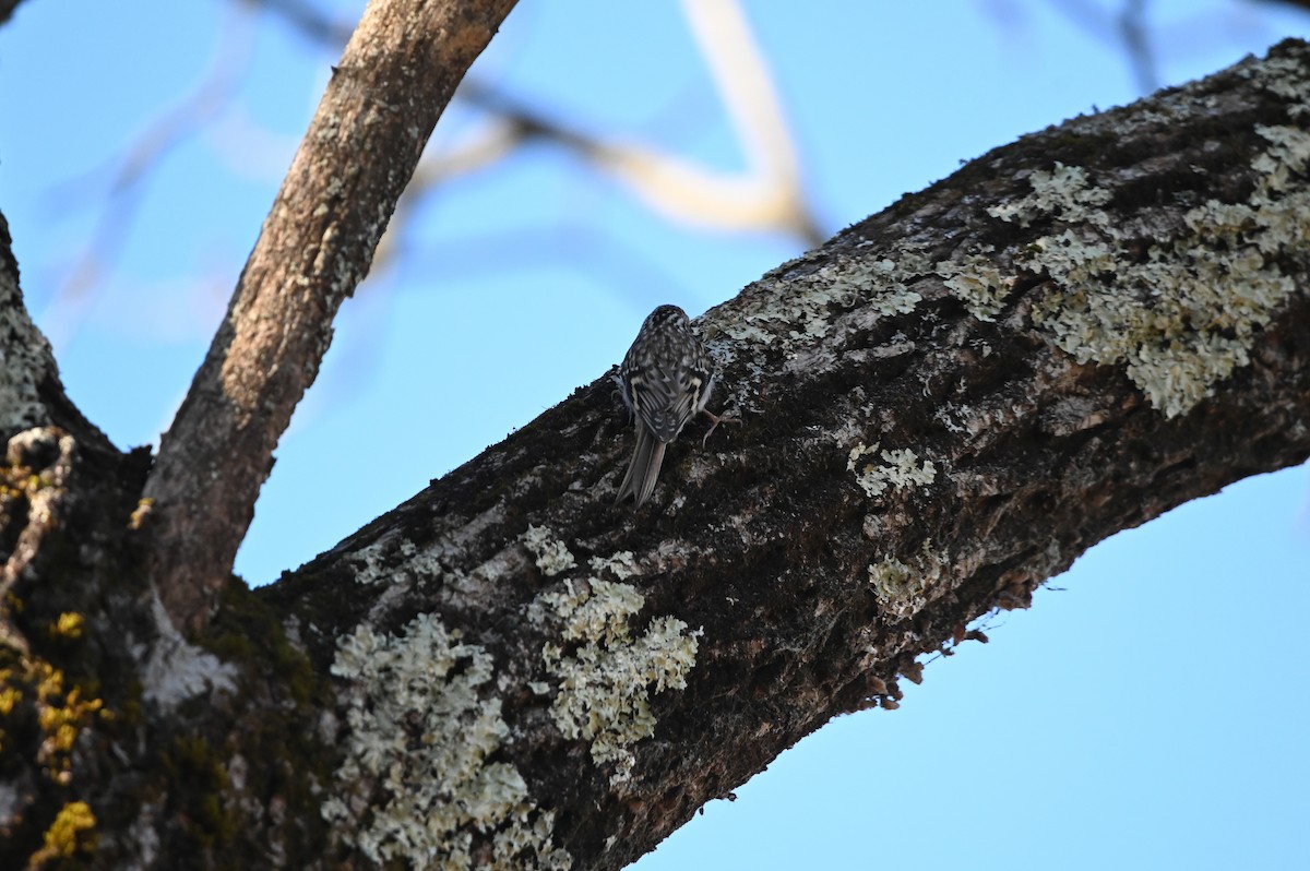 Agateador Americano - ML646809531