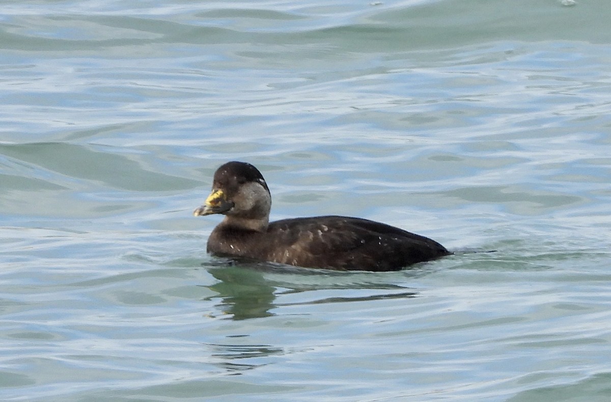 Black Scoter - ML646809532