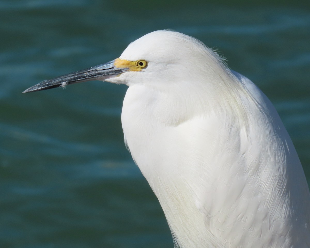 Snowy Egret - ML646809533