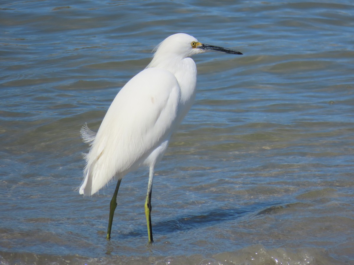 Снежная цапля - ML646809534