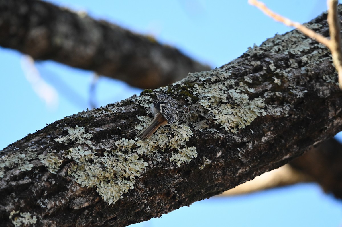 Brown Creeper - ML646809535