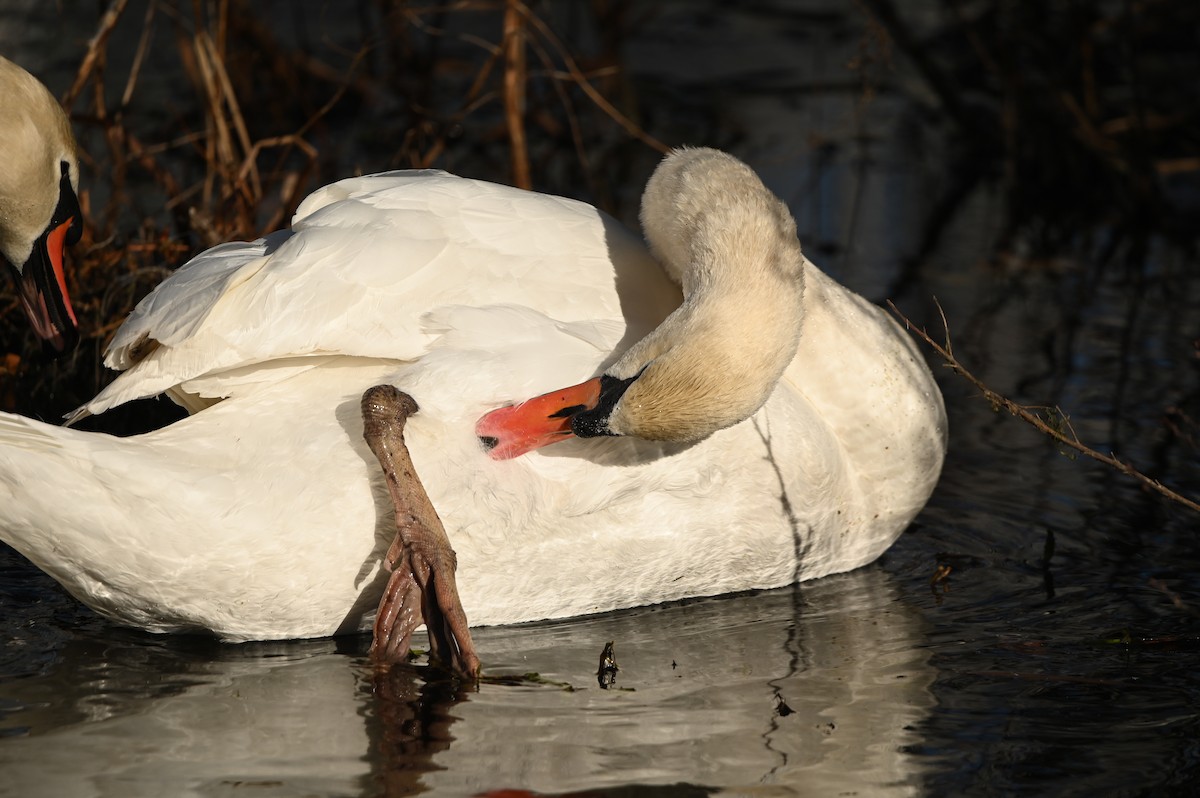 Mute Swan - ML646809536