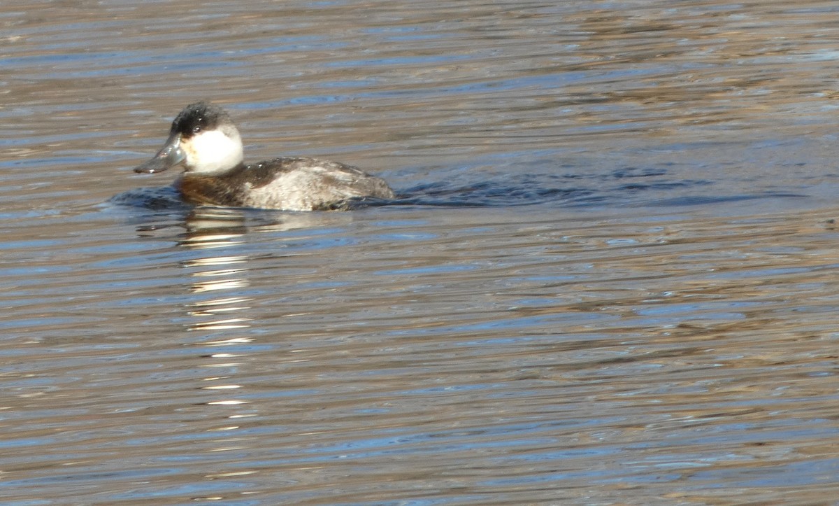Ruddy Duck - ML646809537