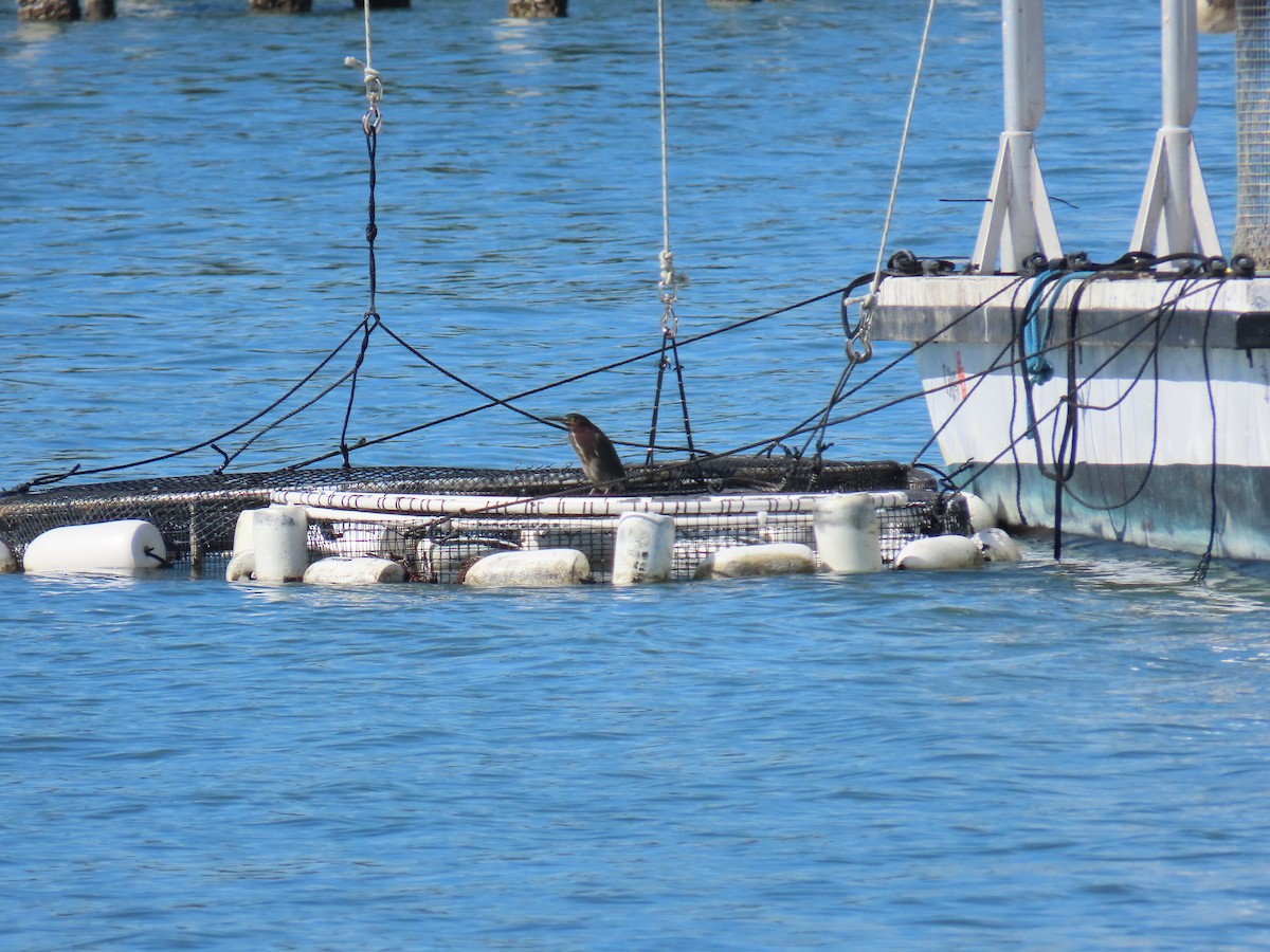 Green Heron - ML646809538