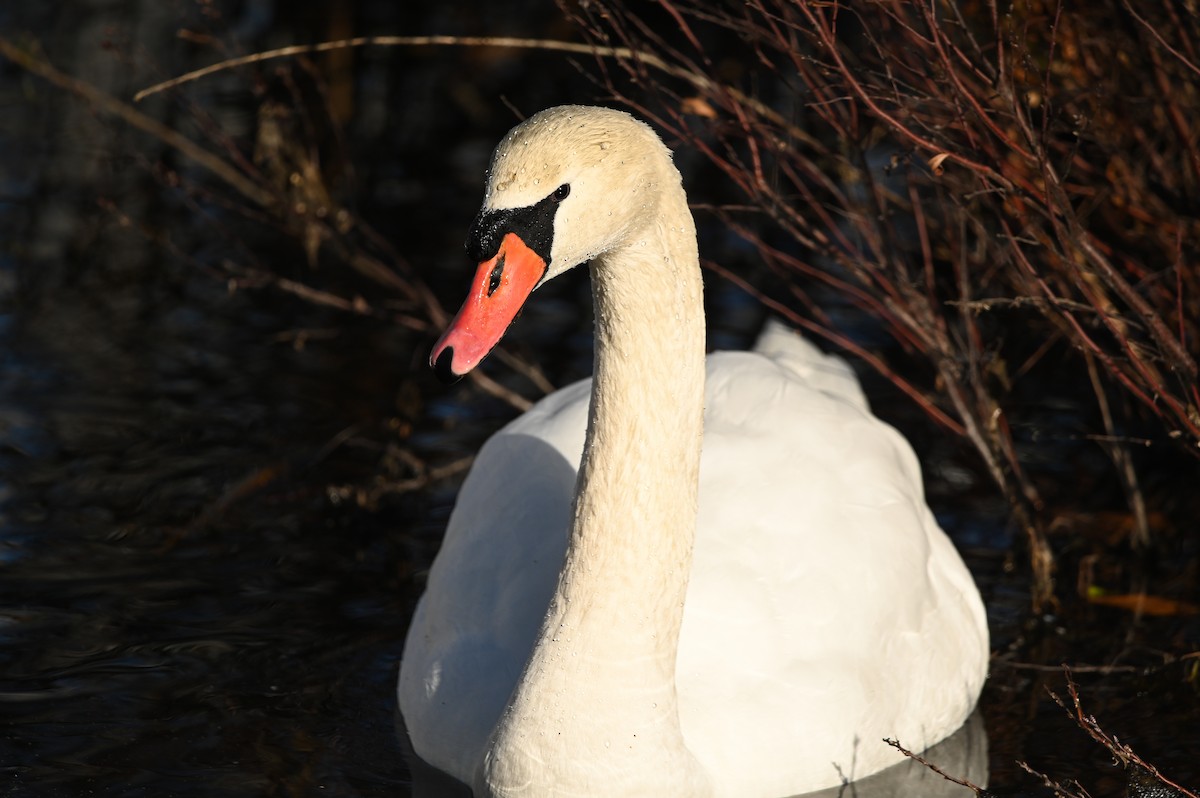 Mute Swan - ML646809539