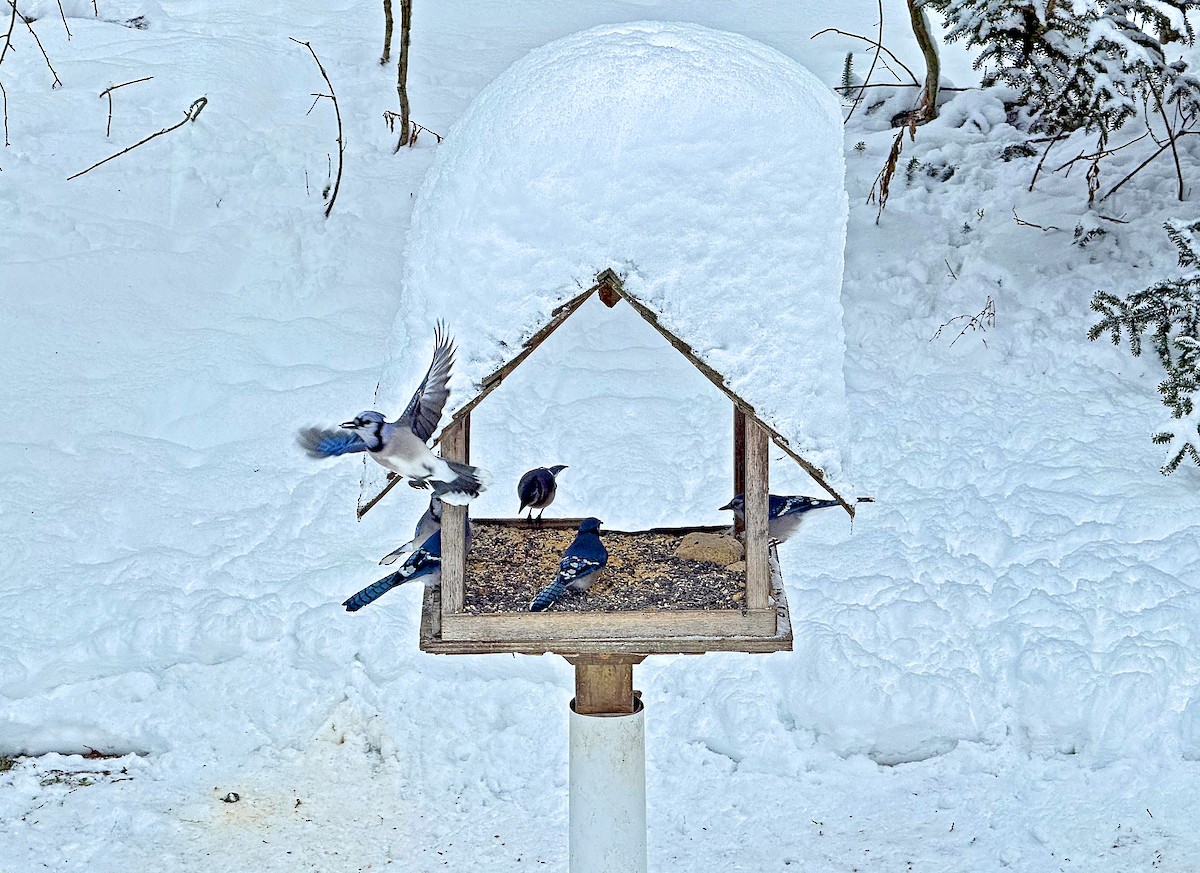 Blue Jay - ML646809540