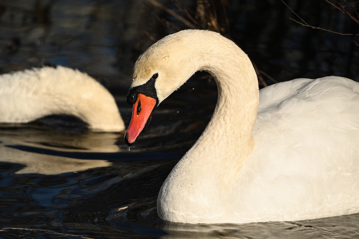 Mute Swan - ML646809541
