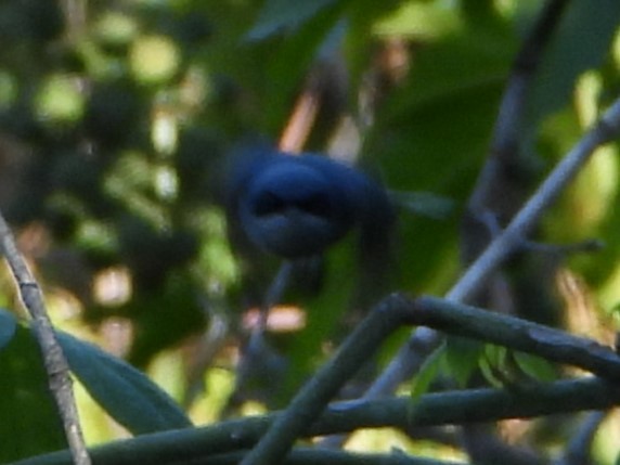 Masked Gnatcatcher - ML646809542