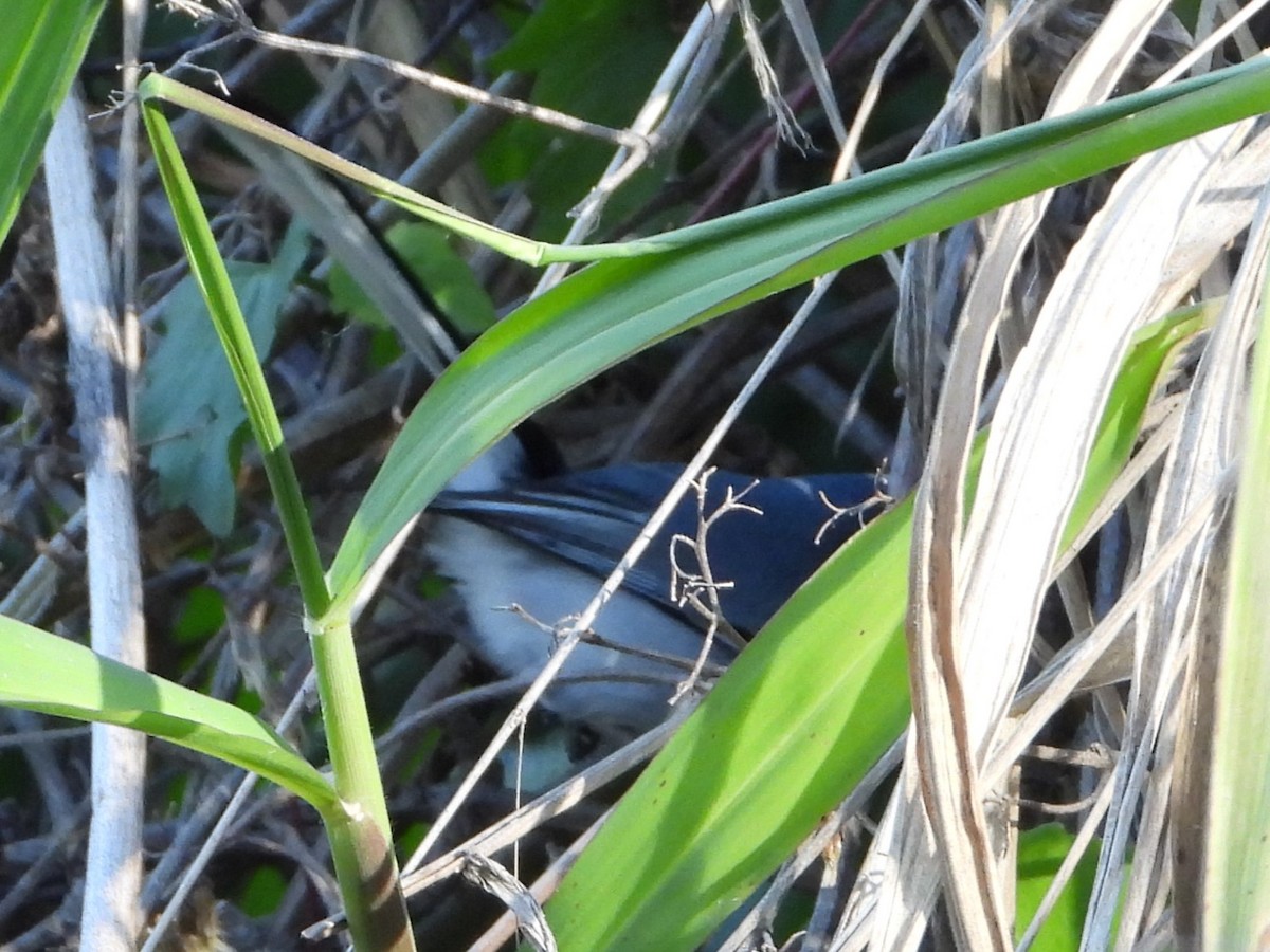 Masked Gnatcatcher - ML646809543