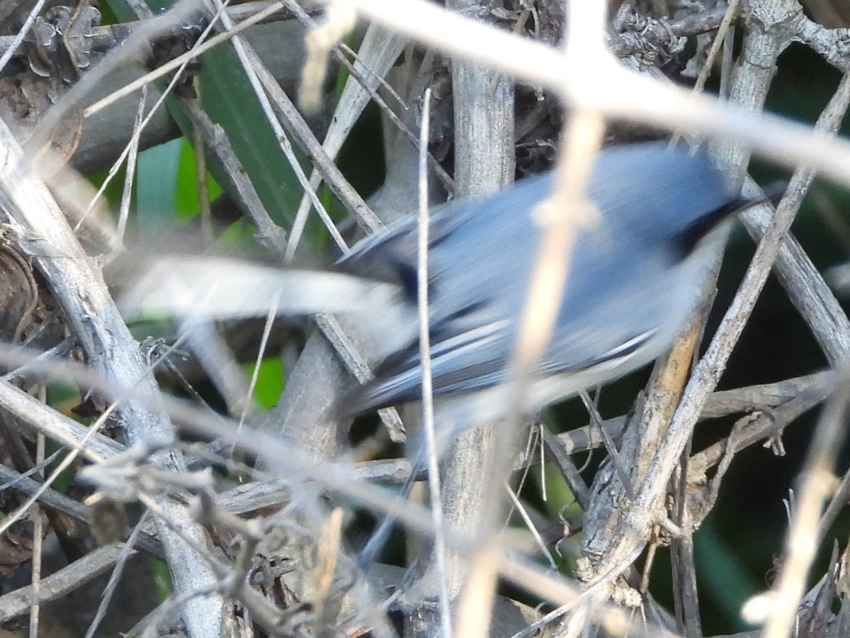 Masked Gnatcatcher - ML646809544