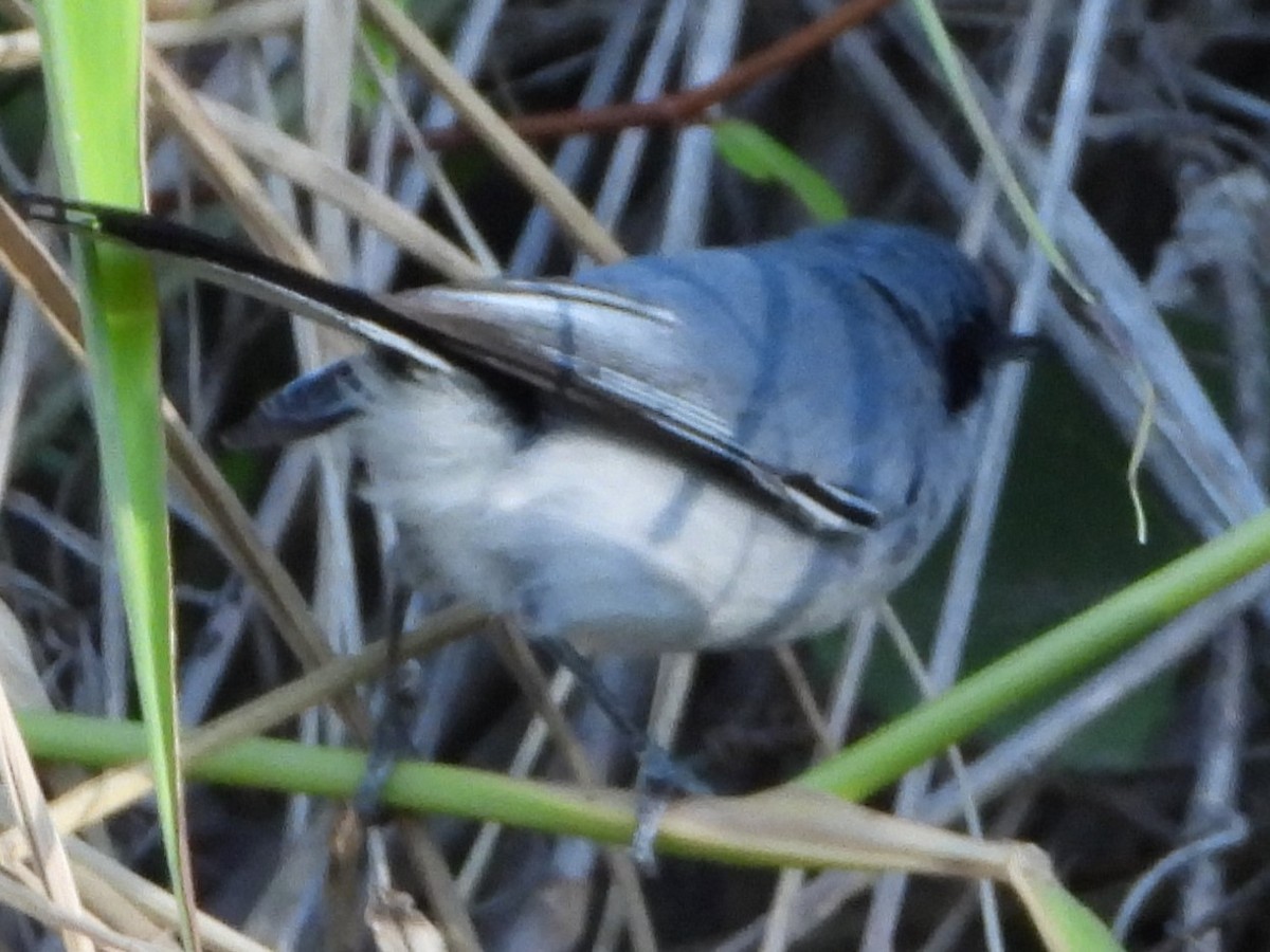Masked Gnatcatcher - ML646809545